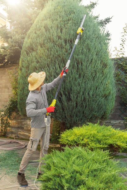 Best Residential Tree Removal  in Graton, CA